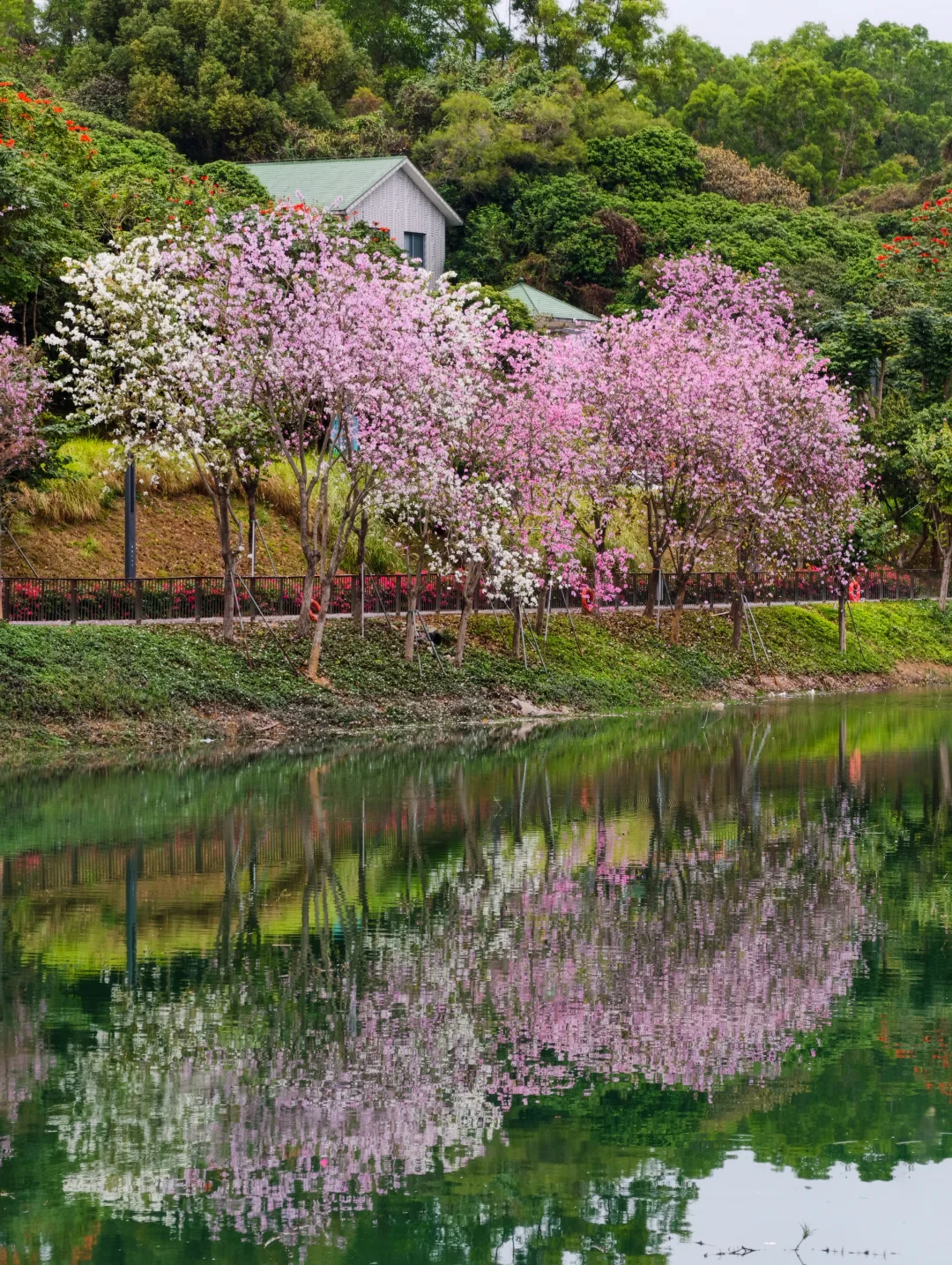 被雪竹径公园的紫荆花🌸惊艳到了！