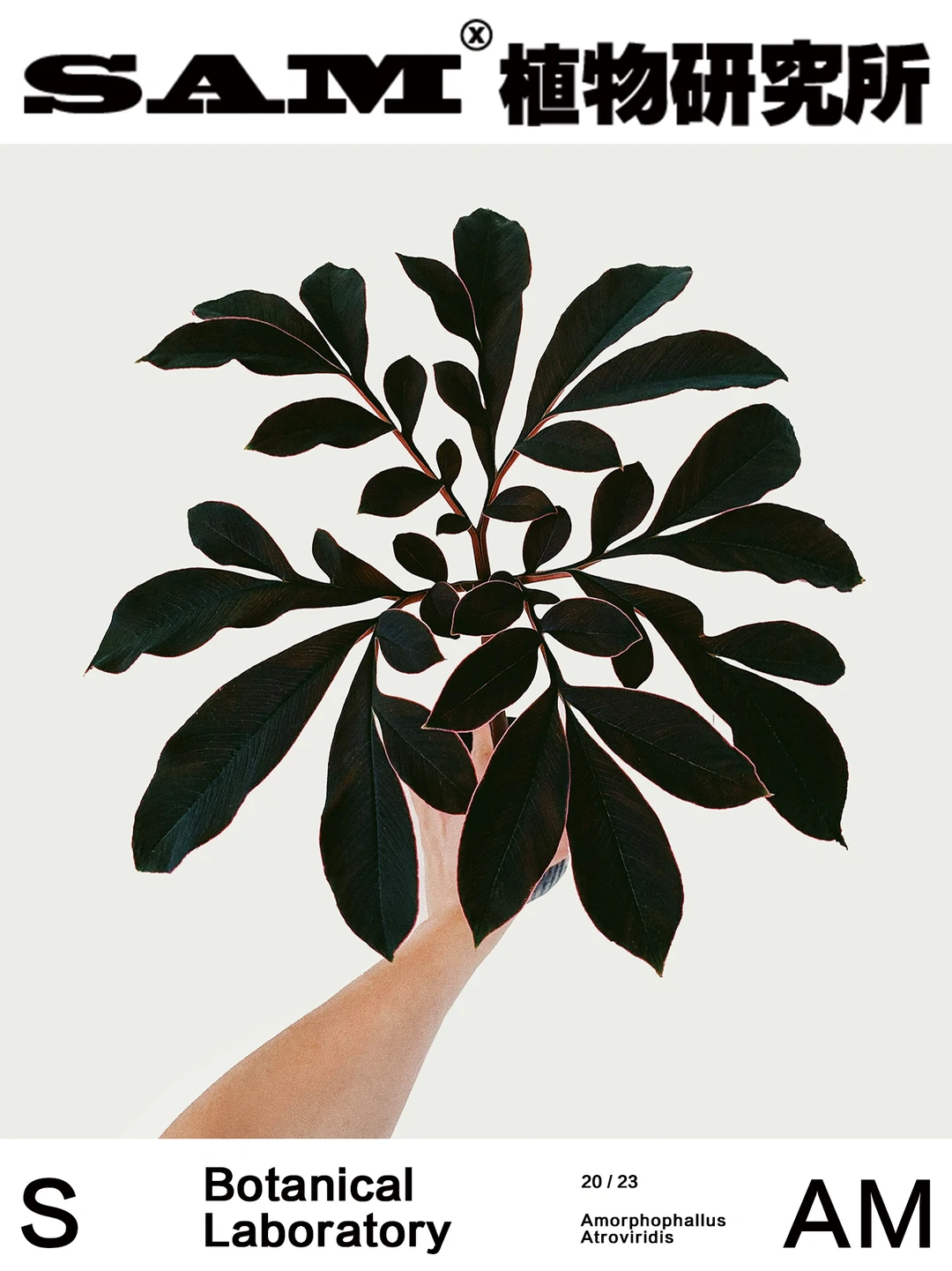 巫蛊百合| Amorphophallus Atroviridis.