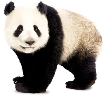 保护小动物