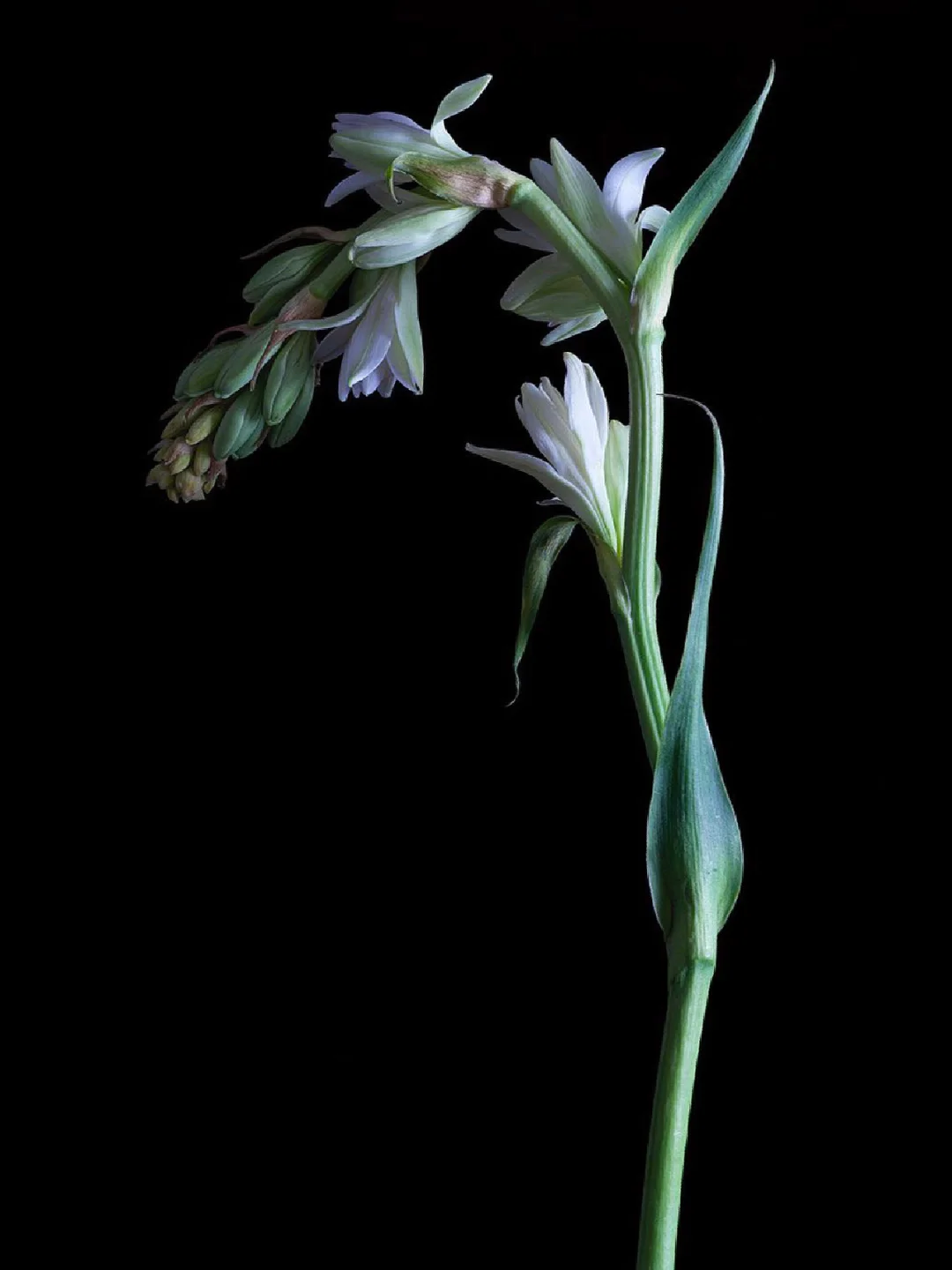 带你每天认识一种花材216｜晚香玉