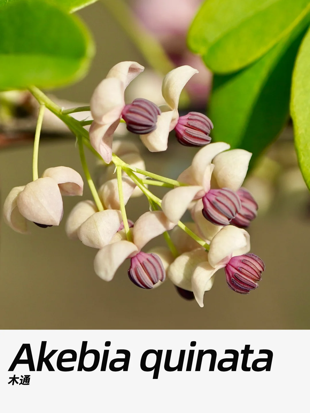 带你每天认识一种花材460｜木通