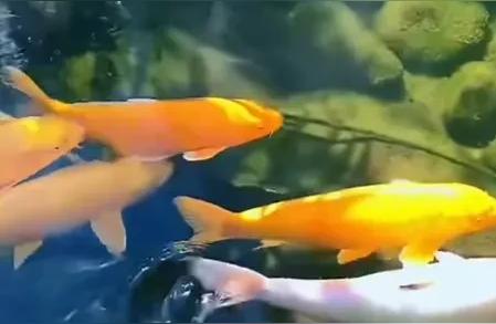 大家赞同吗? 认同