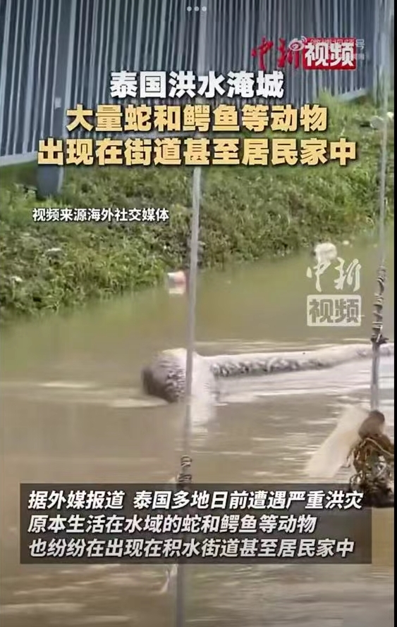 今天刷到泰国洪灾后，大量蛇和鳄鱼被洪水冲走，涌入居民家，巨大的蟒蛇撵着老人跑，我们能不能也治理一下蛇，不要城市抓农村放，今年夏天刷到太多视频了，北方现在高层都能碰见蛇，简直太恐怖了，再不搞真的要泛滥了！！