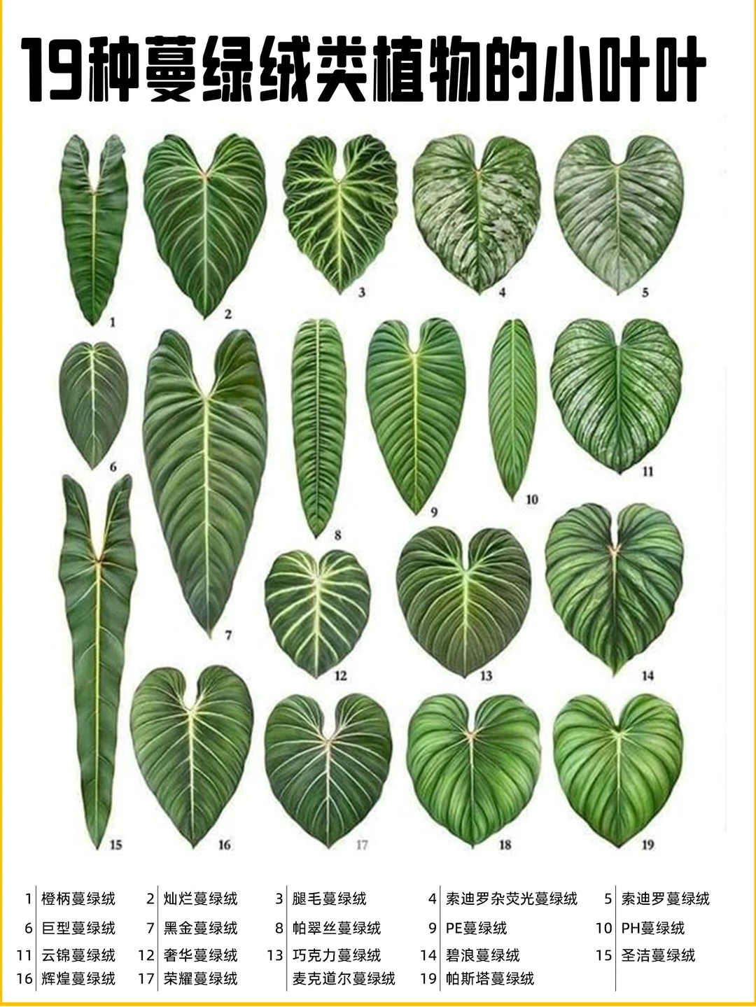 19种蔓绿绒类的植物叶叶🍁