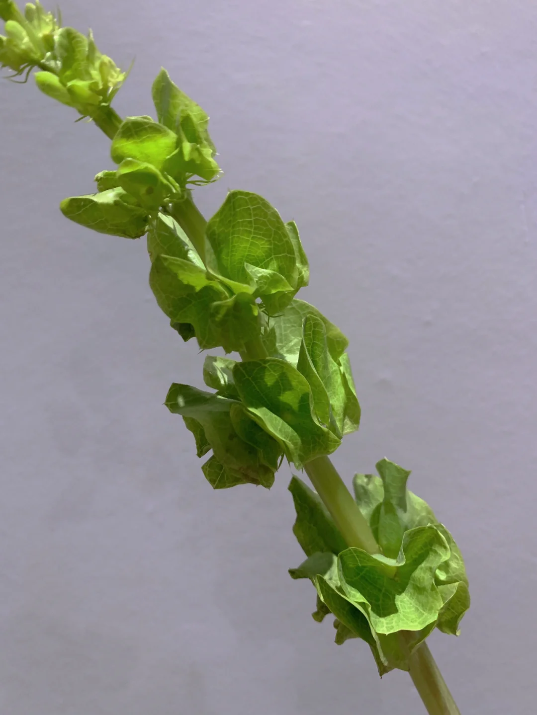 带你每天认识一种花材77｜贝壳花