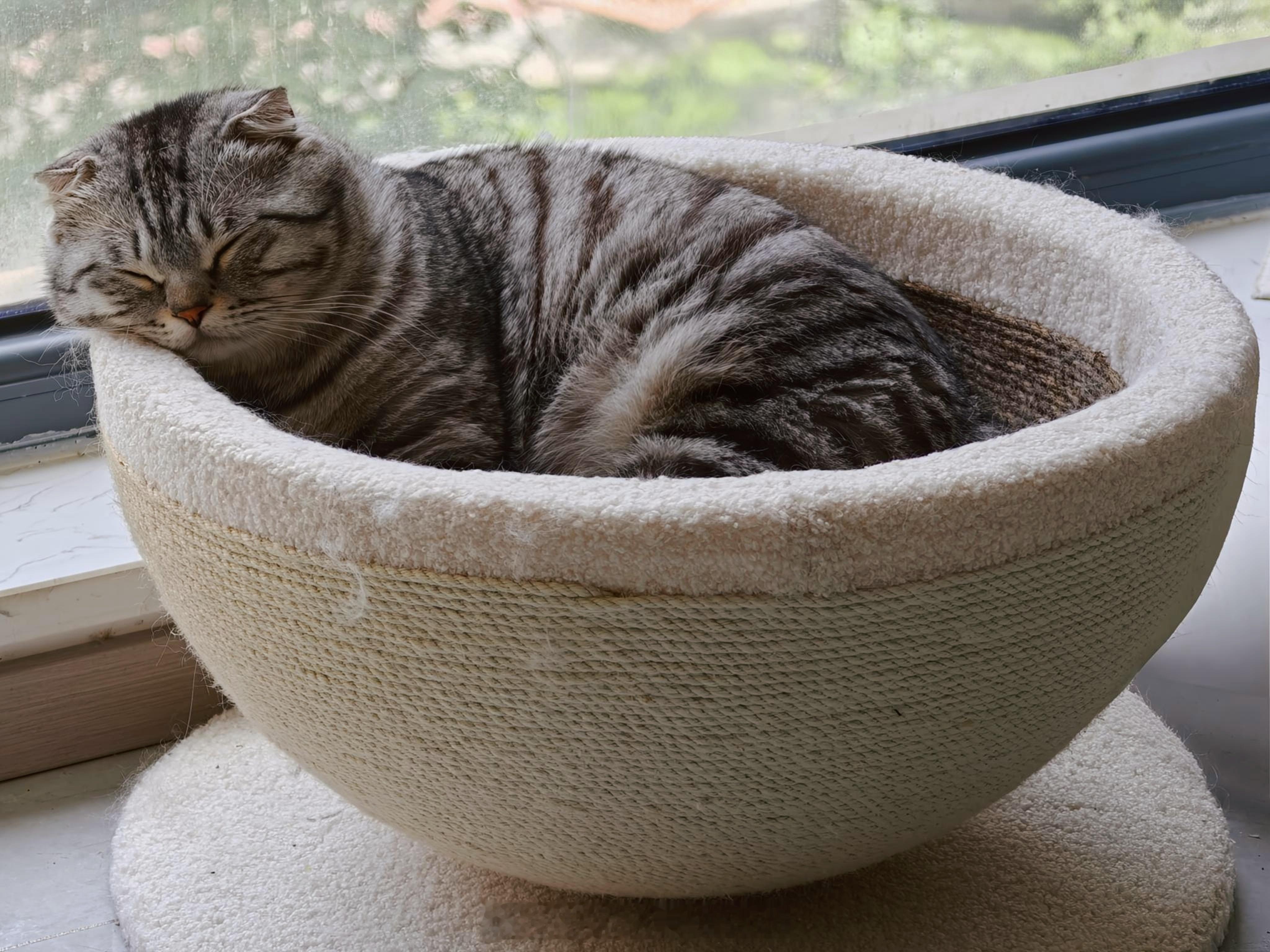 远看肥猫大 近看大肥猫 肥猫真是大 真是大肥猫
