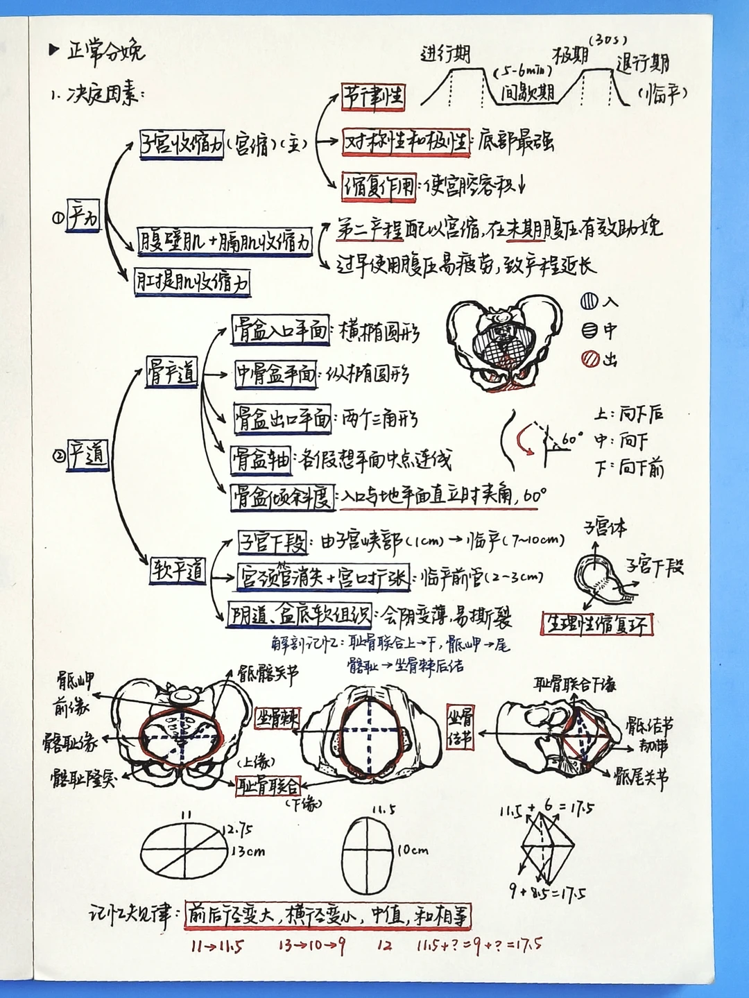 医学生笔记｜📝妇产科学·正常分娩①