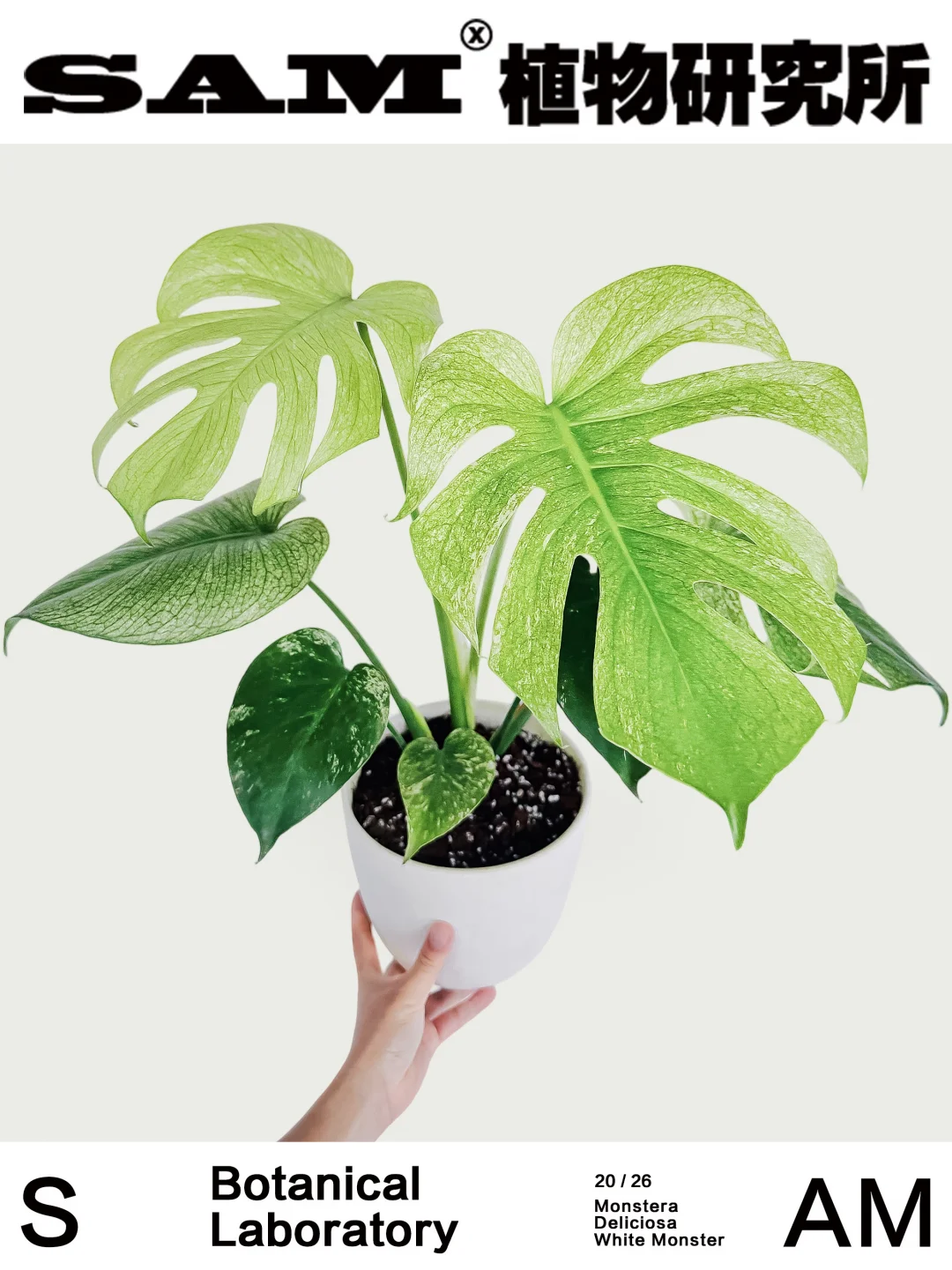 白怪兽｜​​Monstera Deliciosa ‘White Monst