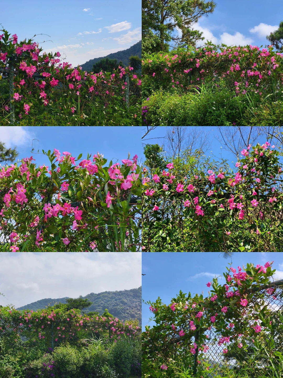 飘香藤丨邂逅山野间的粉色热烈