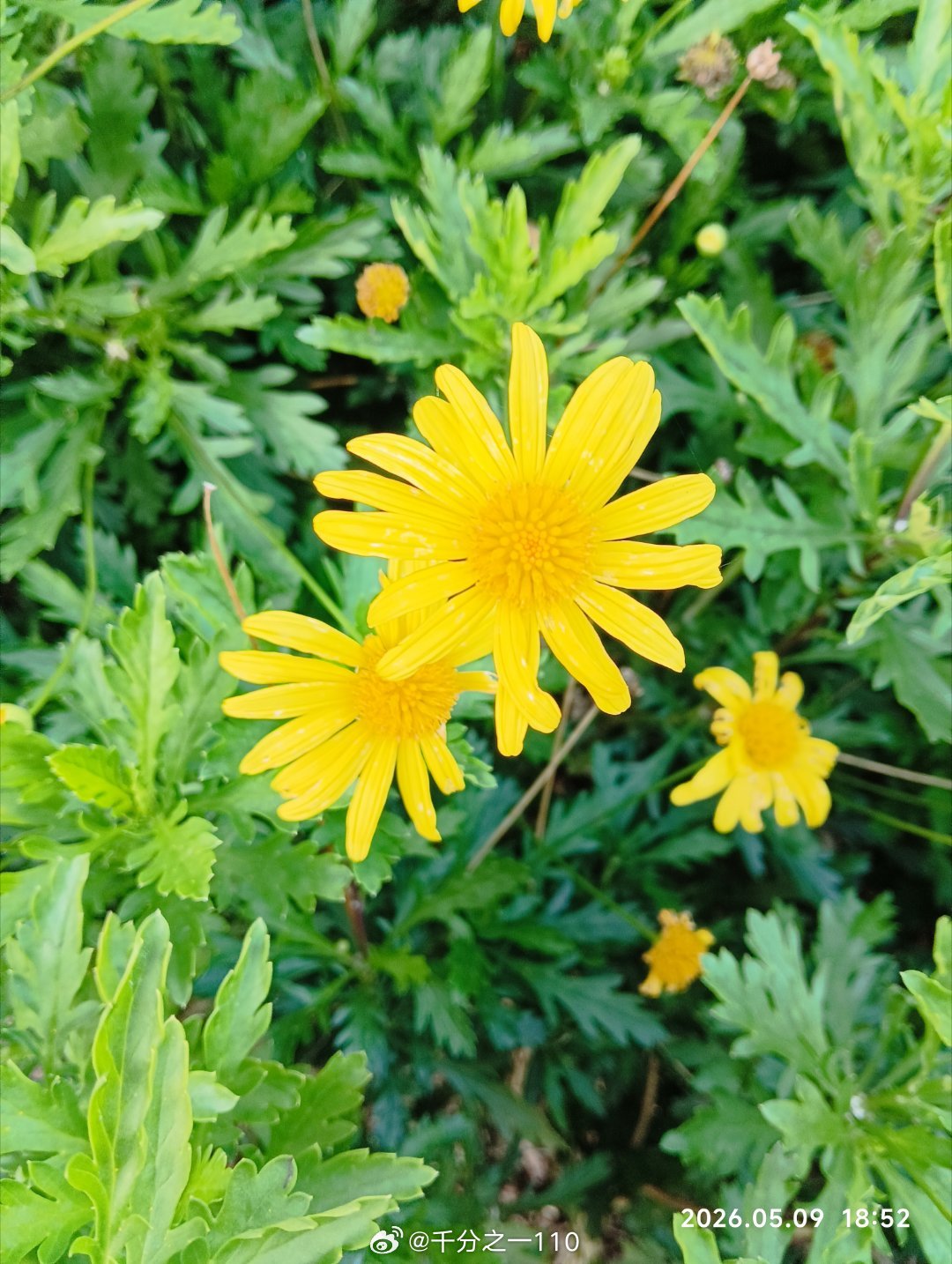 梦里的糕点
一句香客，
把满屋的香带到远方的角落里，
那时地中海的梦语，
海风藤椅，
椰树婆娑，
沙滩的晚装带着羞哒哒的梦走进月光礼盒，
银白色的沙滩夹杂着金色的晚霞分外的美！
还有桅杆的遇见，
是那海角天涯，
是那一望无垠，
朋友！
请到天涯海角来，
朋友！
请到椰风细雨来，
一片香喷喷的椰 ​