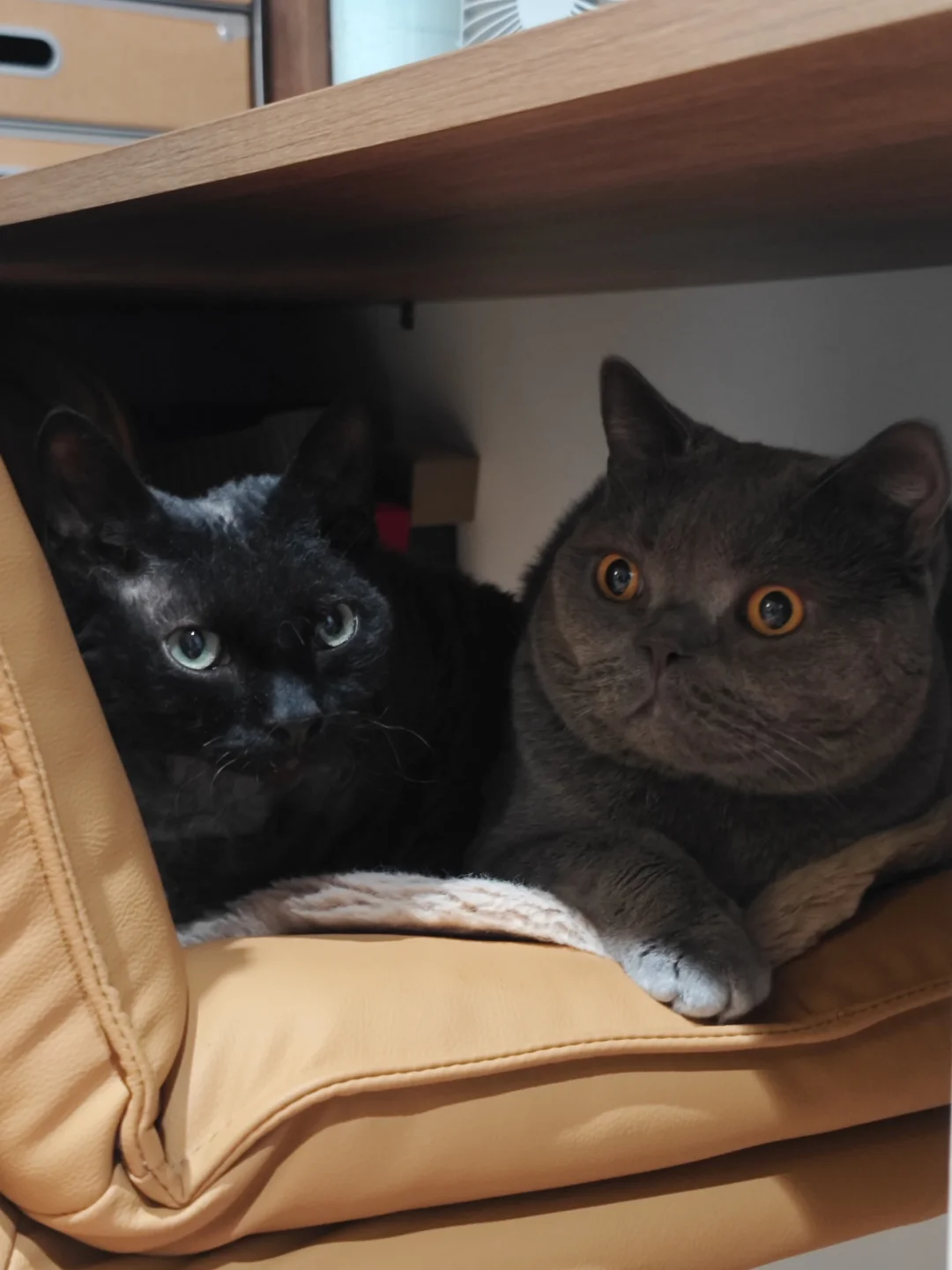 偷感十足的两兄弟🐱