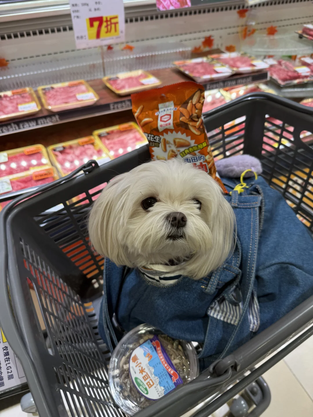 小狗逛超市了～