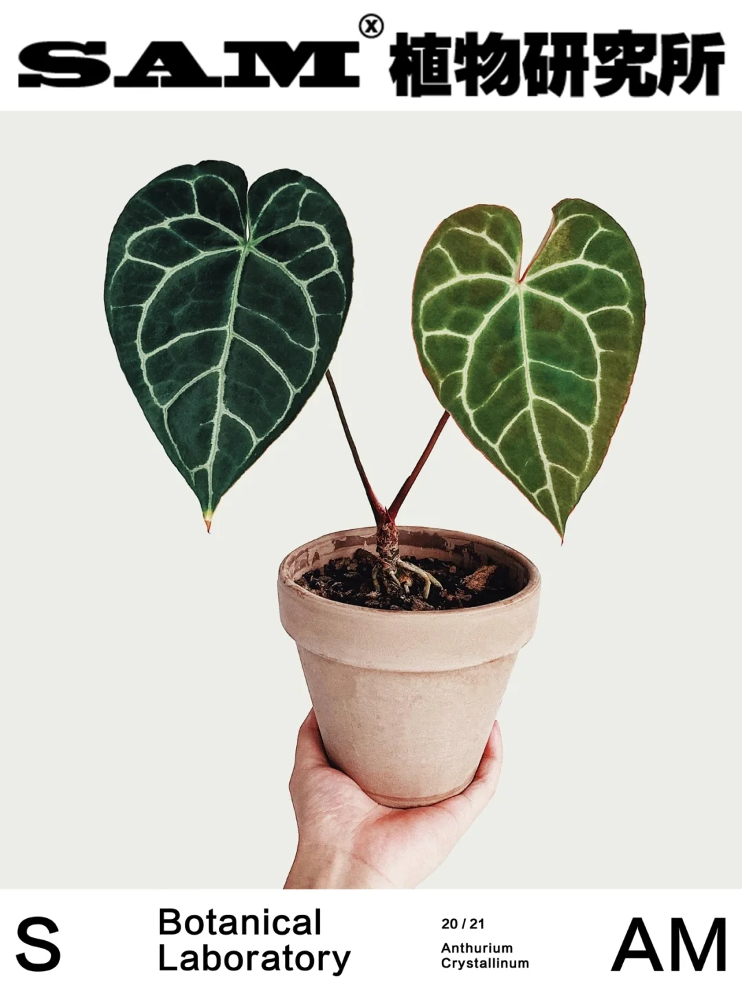 龟甲花烛｜Anthurium Crystallinum Turtle