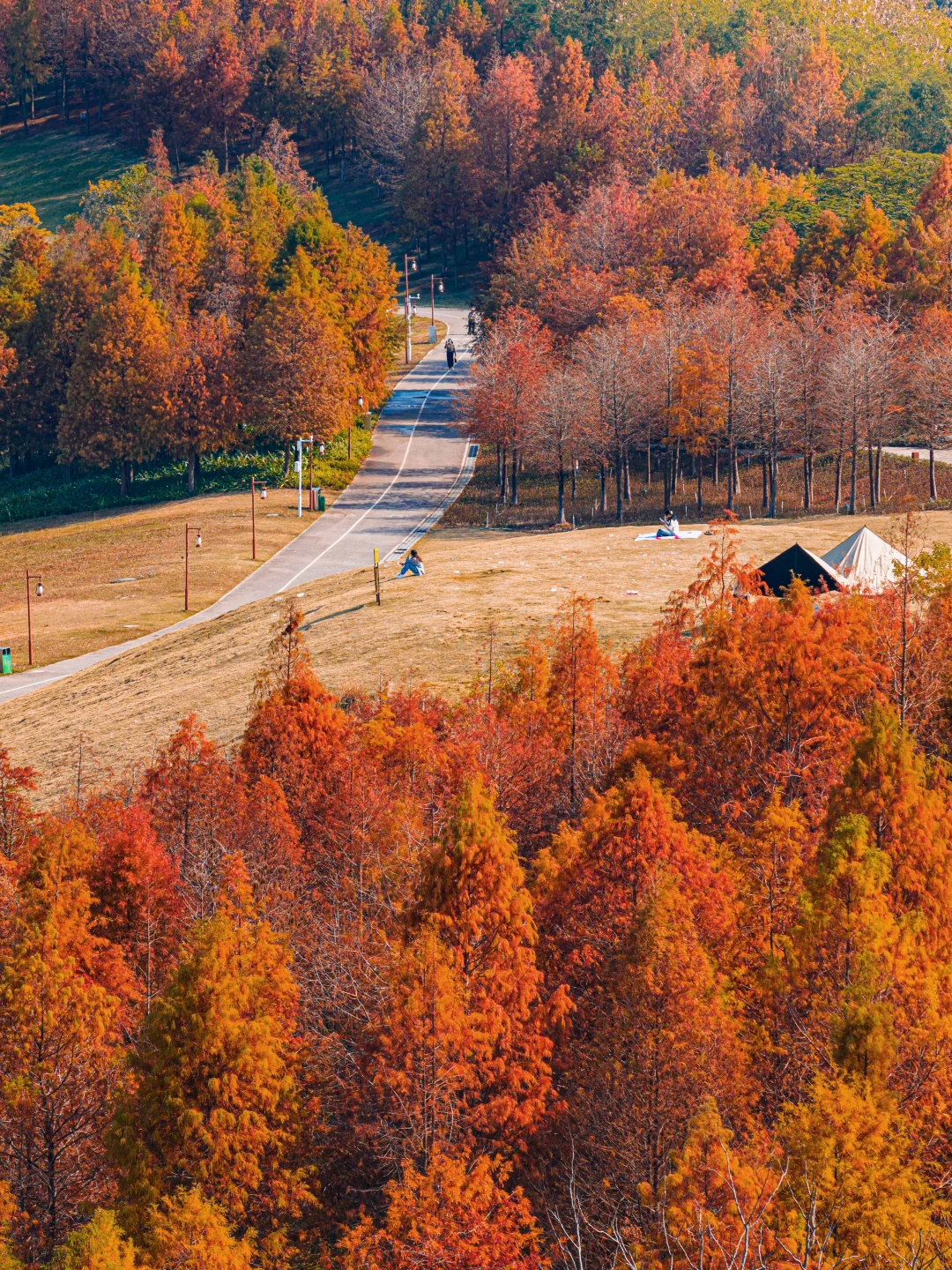 当落羽杉变红，南宁就美成了一幅冬日油画
