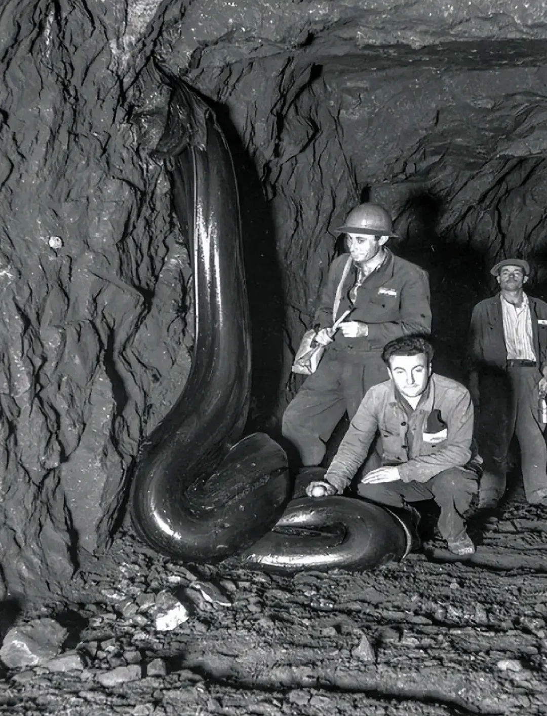 “石油生物”很奇特，看着恐怖😱的很啊！