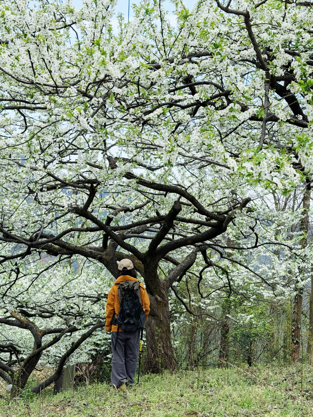 3.5日实拍，成都大邑的梨花，已经杀疯啦❗❗❗❗
