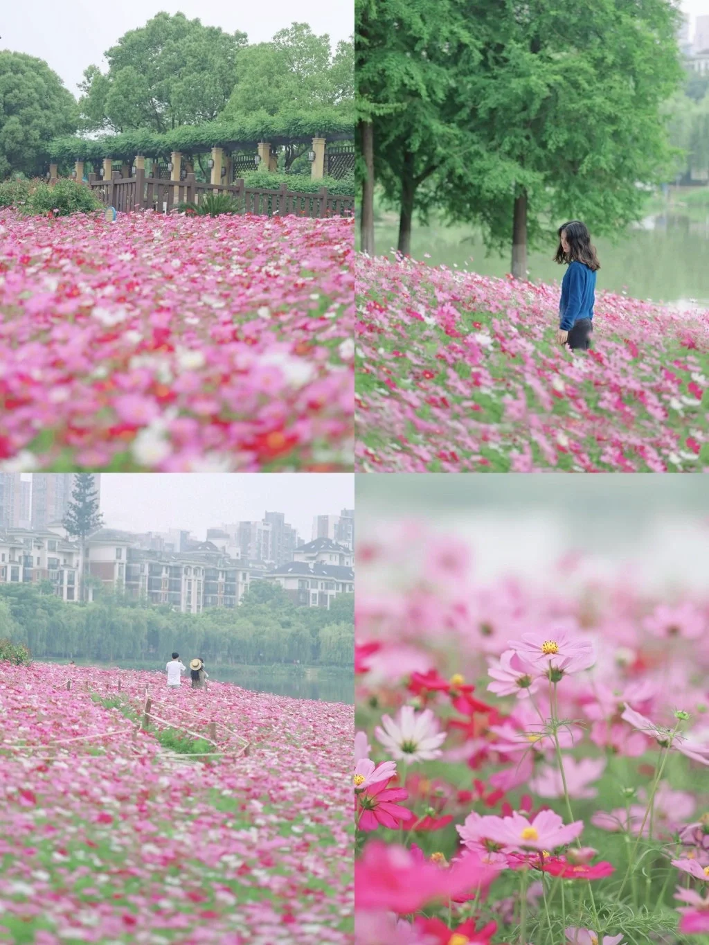武汉市内绝美格桑花海🔥趁人少快冲❗️