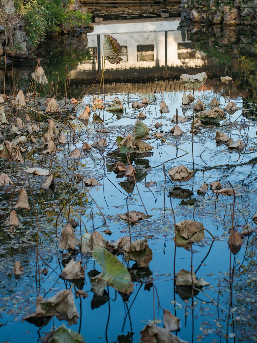 我在拙政园拍到了吴冠中画中的残荷