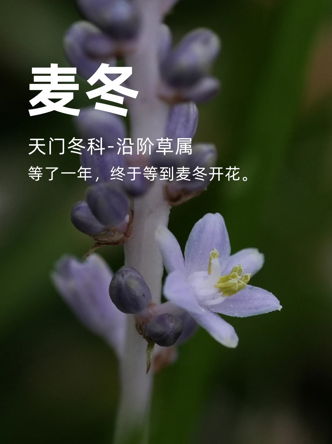 等了一年，终于等到麦冬开花。
