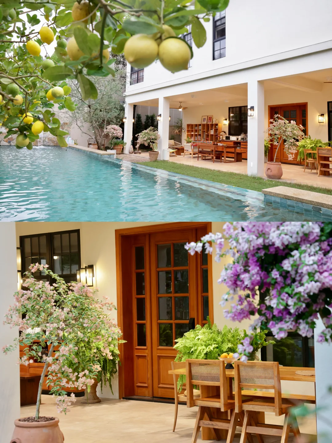 我家有好多柠檬🍋好多花好多树和书