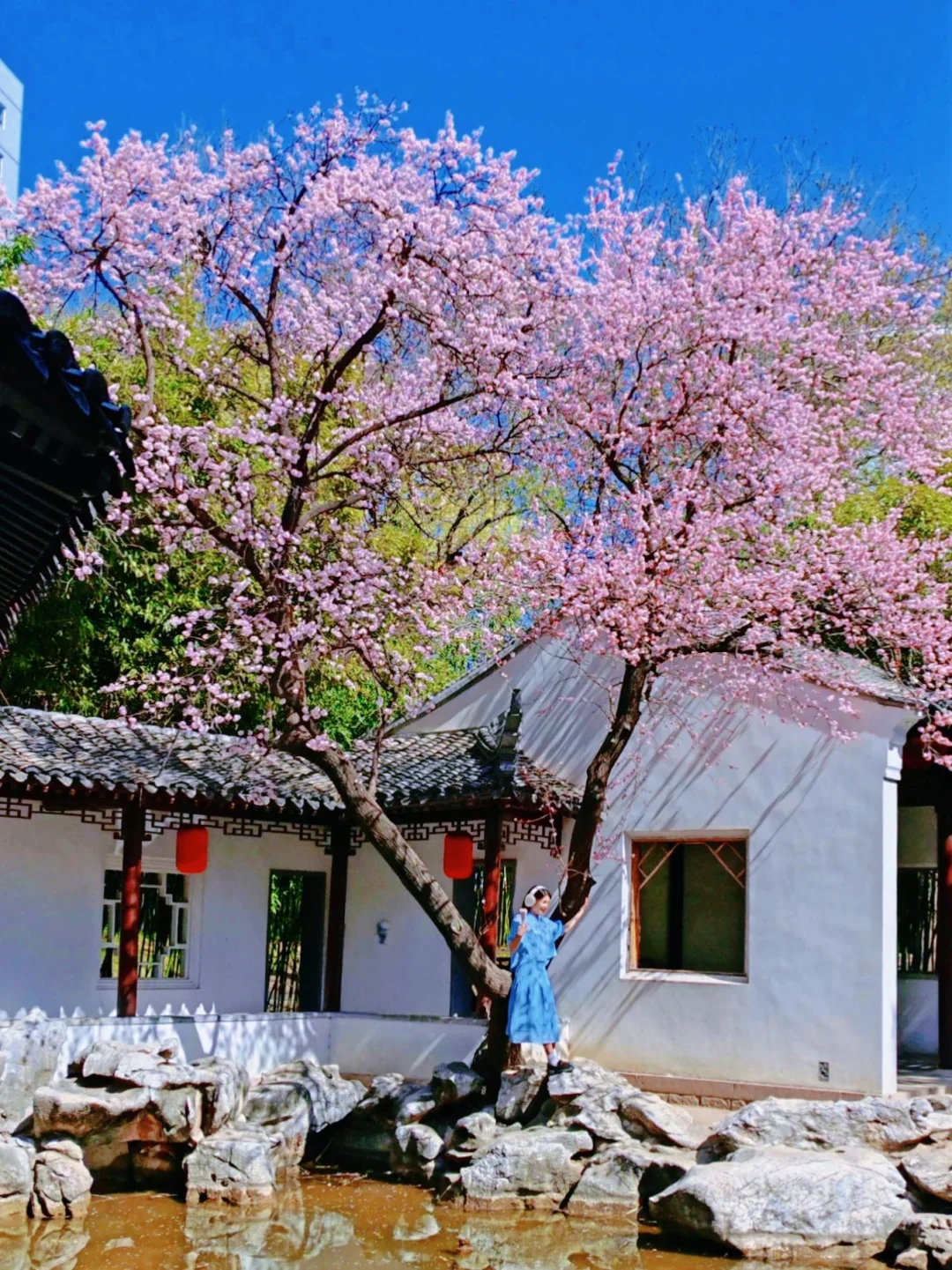 3.22实拍!紫竹院的春色果真没有让我失望🌸