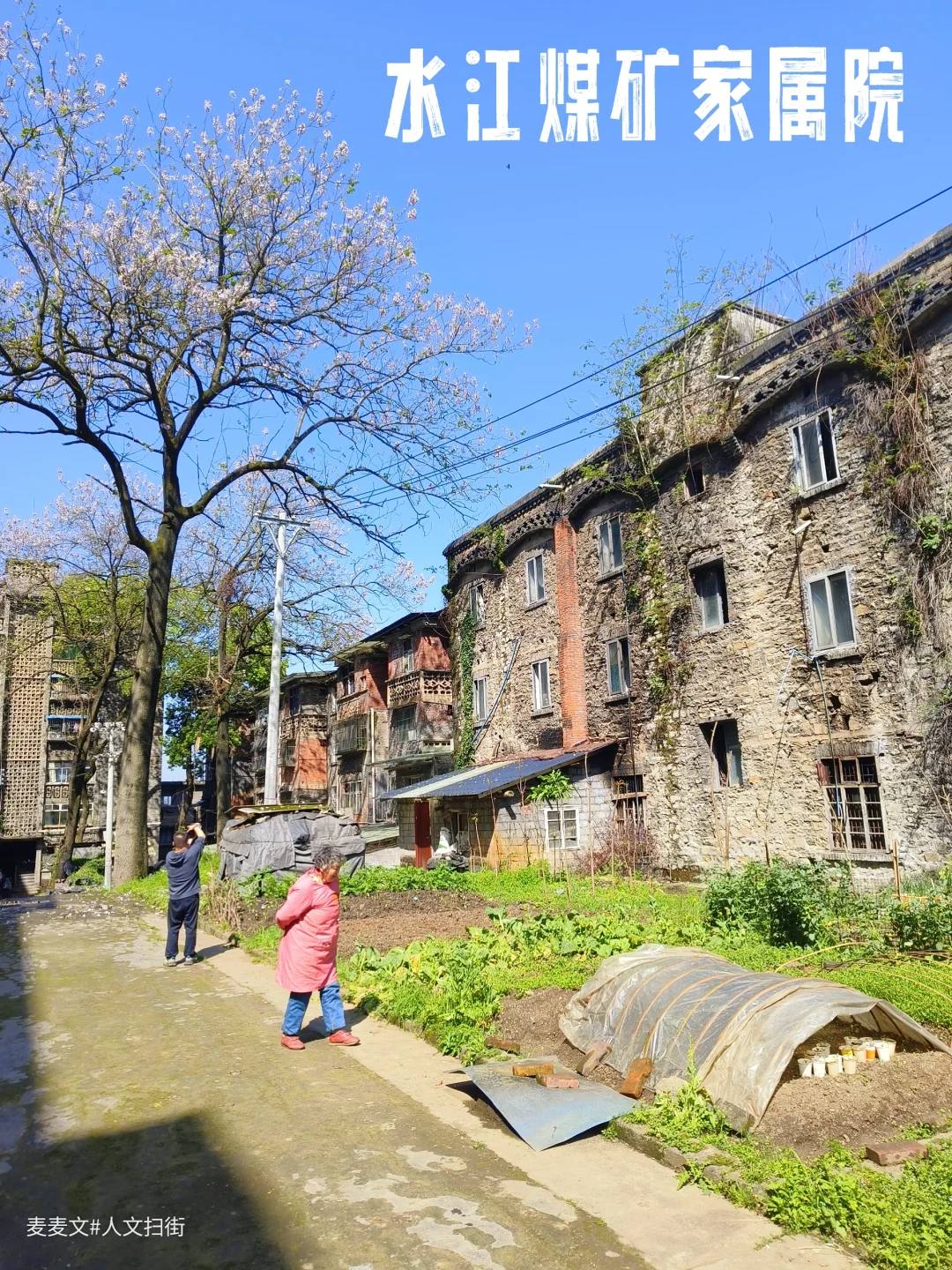 【南川】水江煤矿家属区，春日泡桐花满枝
