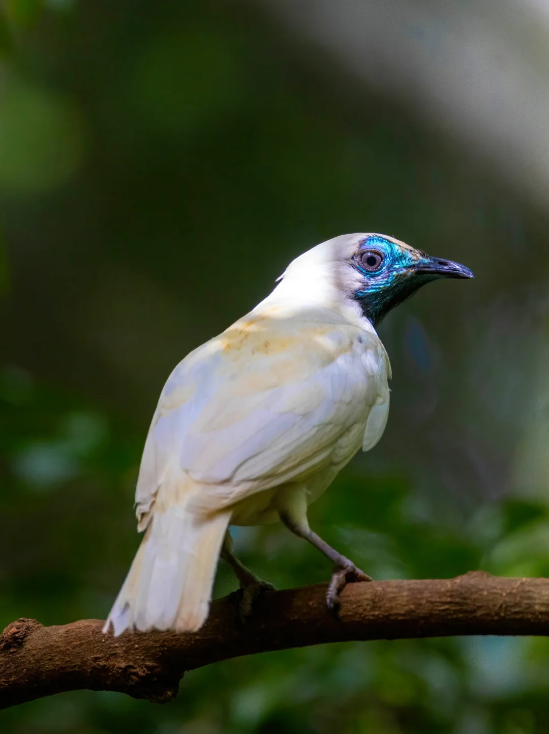 闪闪蓝眼妆的裸喉钟伞鸟