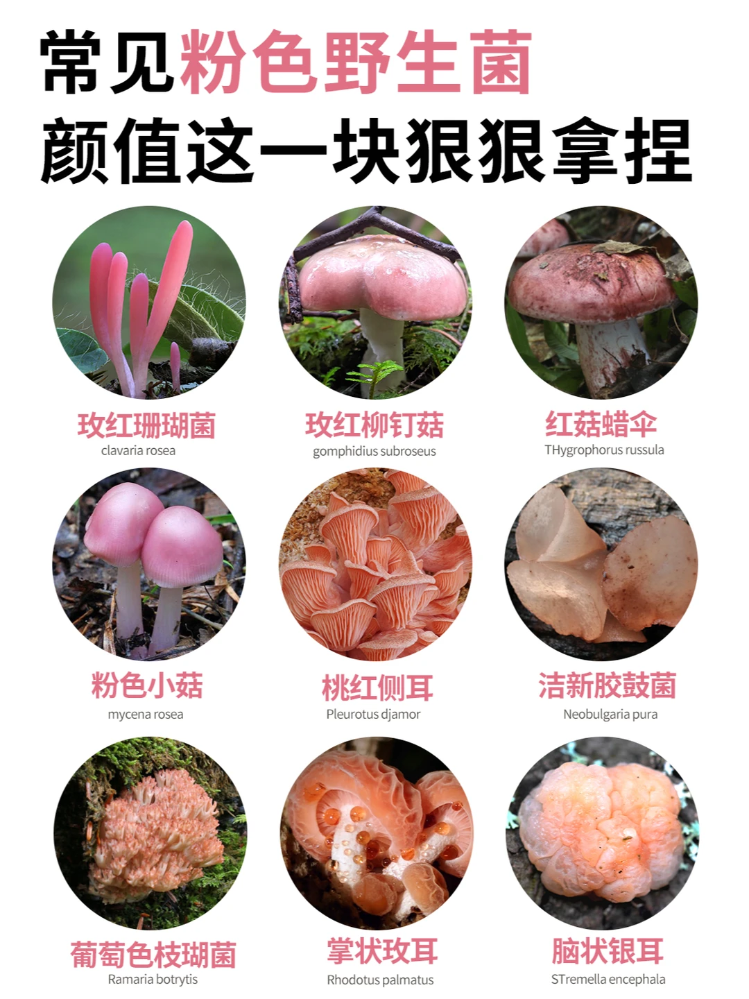 🎀粉粉哒！野生菌界的小公举们~