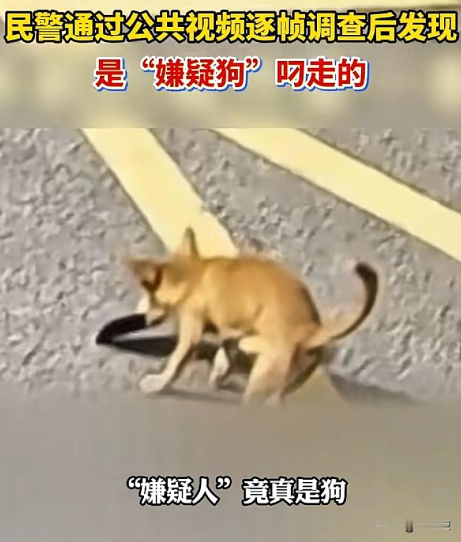 这真是一只“好心狗狗”。
浙江嘉兴的一女士，骑车出门，意外丢失了自己的手机。她沿路返回，没有找到。手机可以打通，就是没有人接。
后来通过查看监控，才发现有一只小黄狗，把手机叼到了角落里，正好她还认识这只小狗，最后成功找回了手机。
这只小狗可是帮了她大忙。