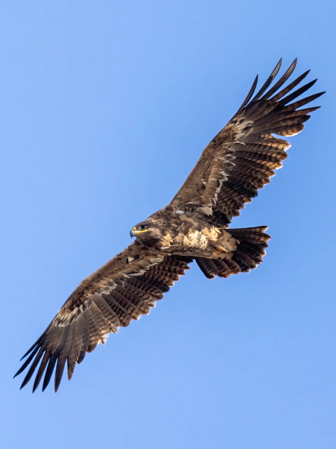 开年第一天就见到大雕！