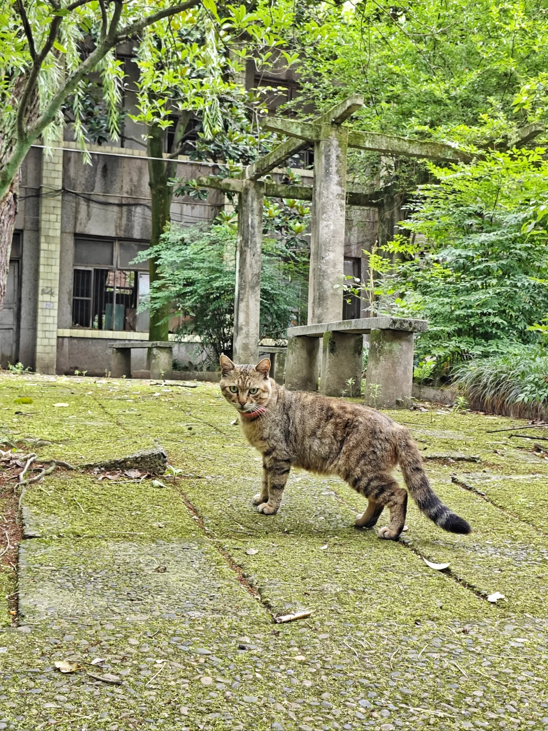 路过一个老旧小厂(citywalk392)