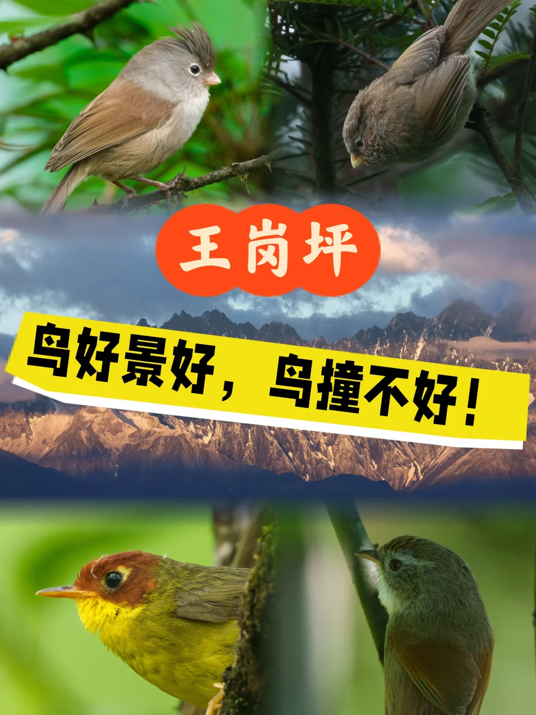 王岗坪景区：鸟很好，鸟撞不好！
