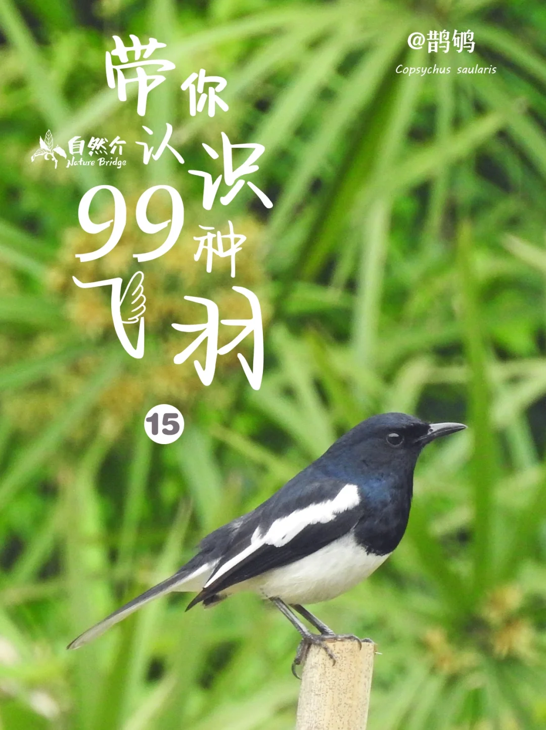 带你认识99种飞羽