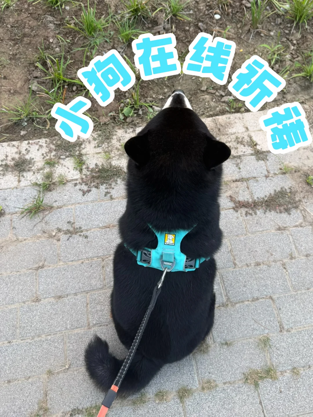 早上五六点先别下雨可以吗，我先遛狗