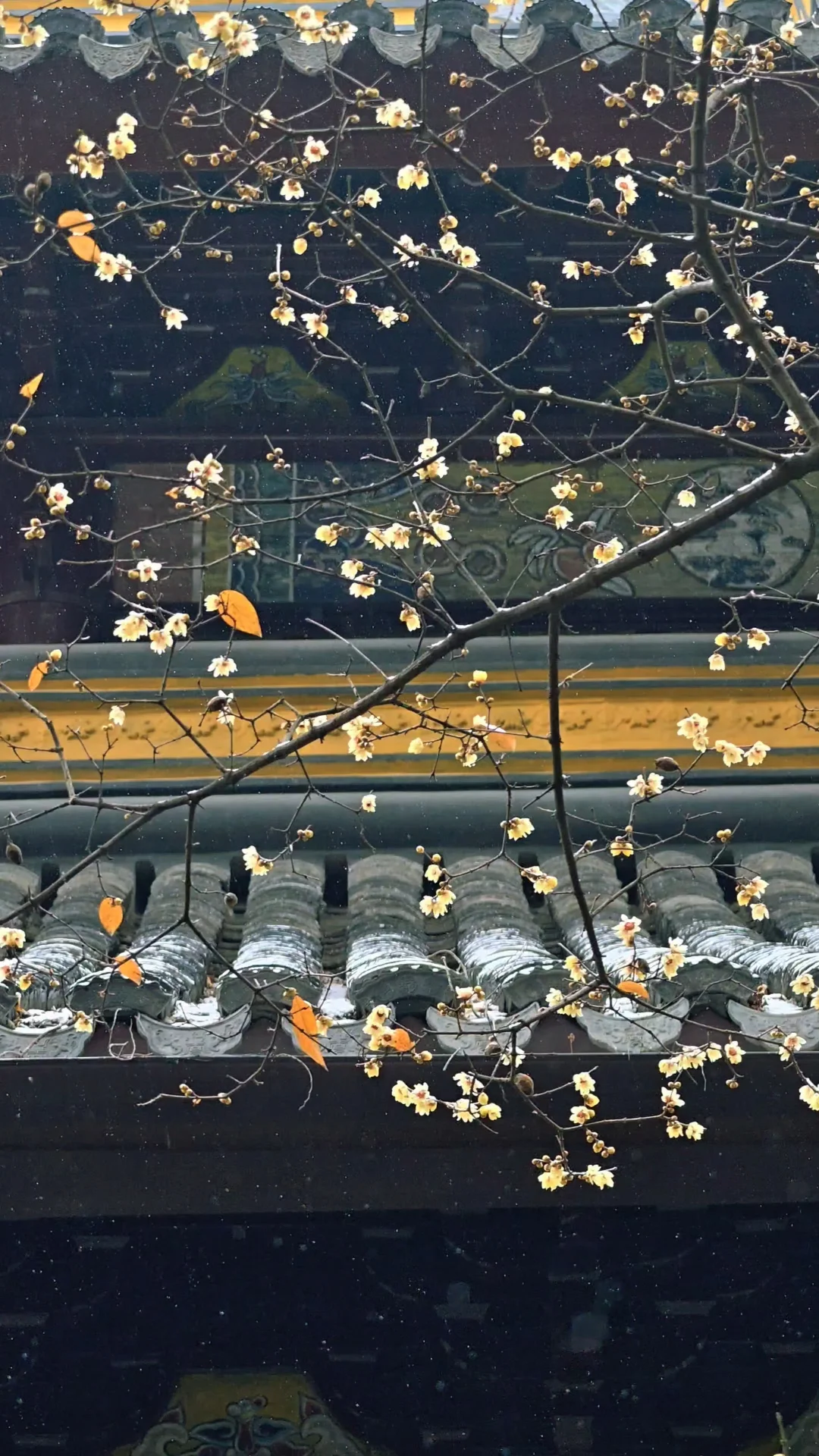 1.20西园寺live❄黄墙腊梅雪景！美哭了！！