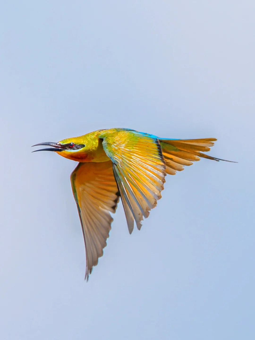 我用R52拍到了栗喉蜂虎