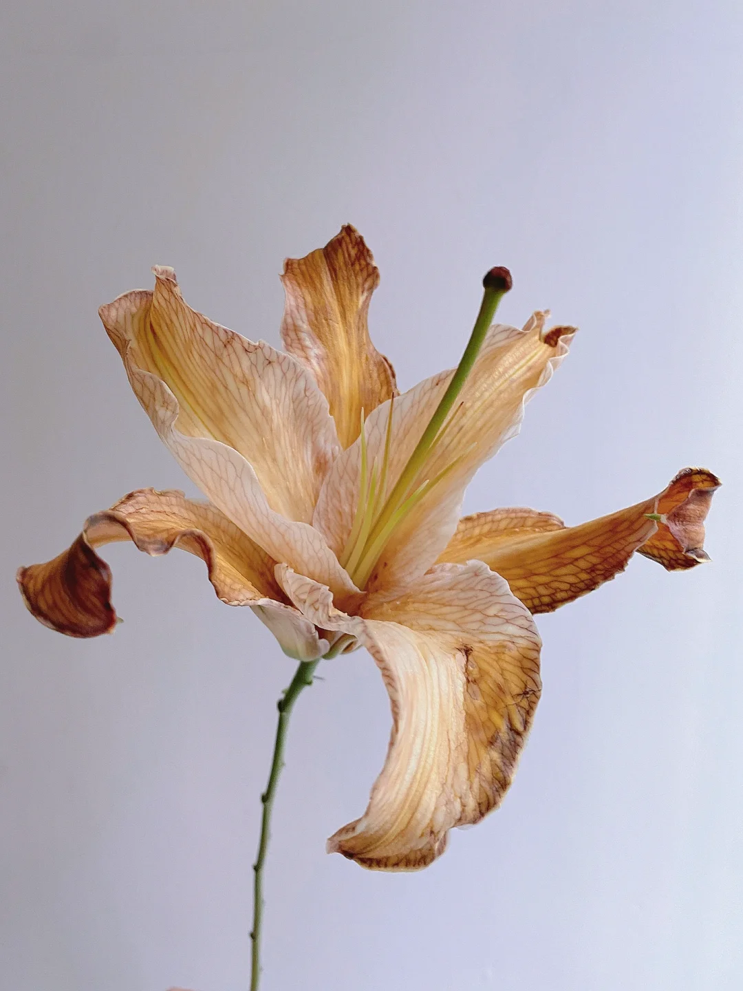 带你每天认识一种花材178｜奶茶色百合