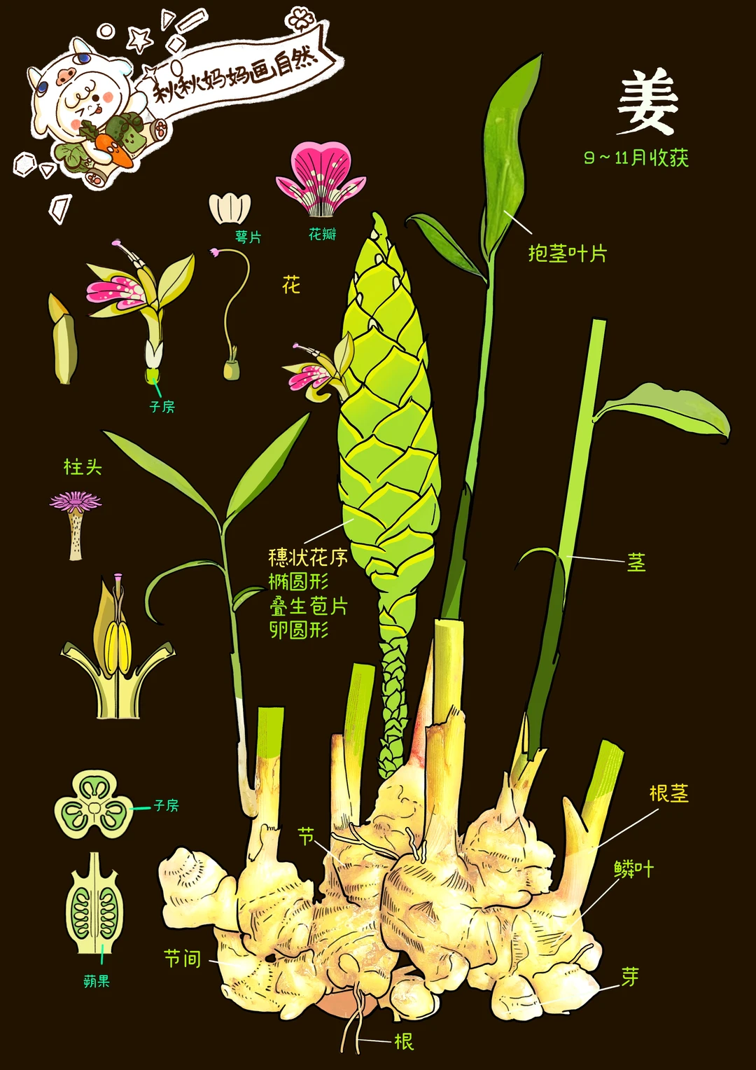 画给孩子的科普｜姜，药食两用