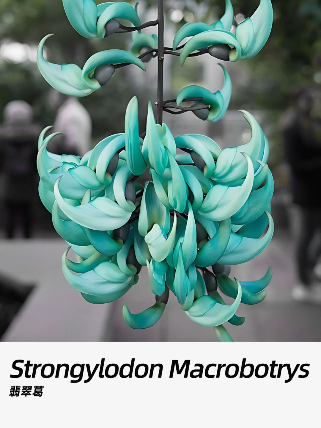 带你每天认识一种花材257｜翡翠葛