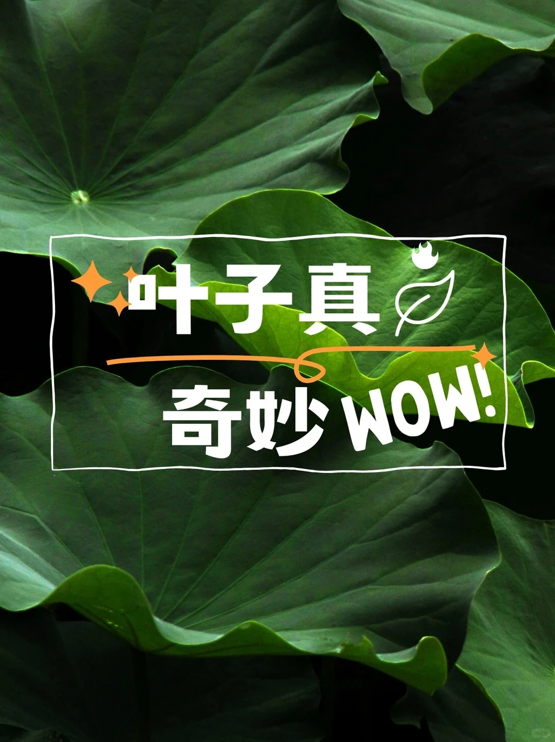 自然教育｜🍃我是一片多变的叶子