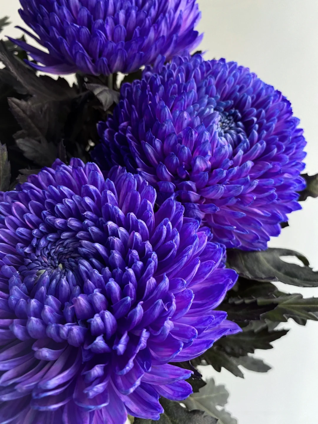 带你每天认识一种花材163｜水墨牡丹菊