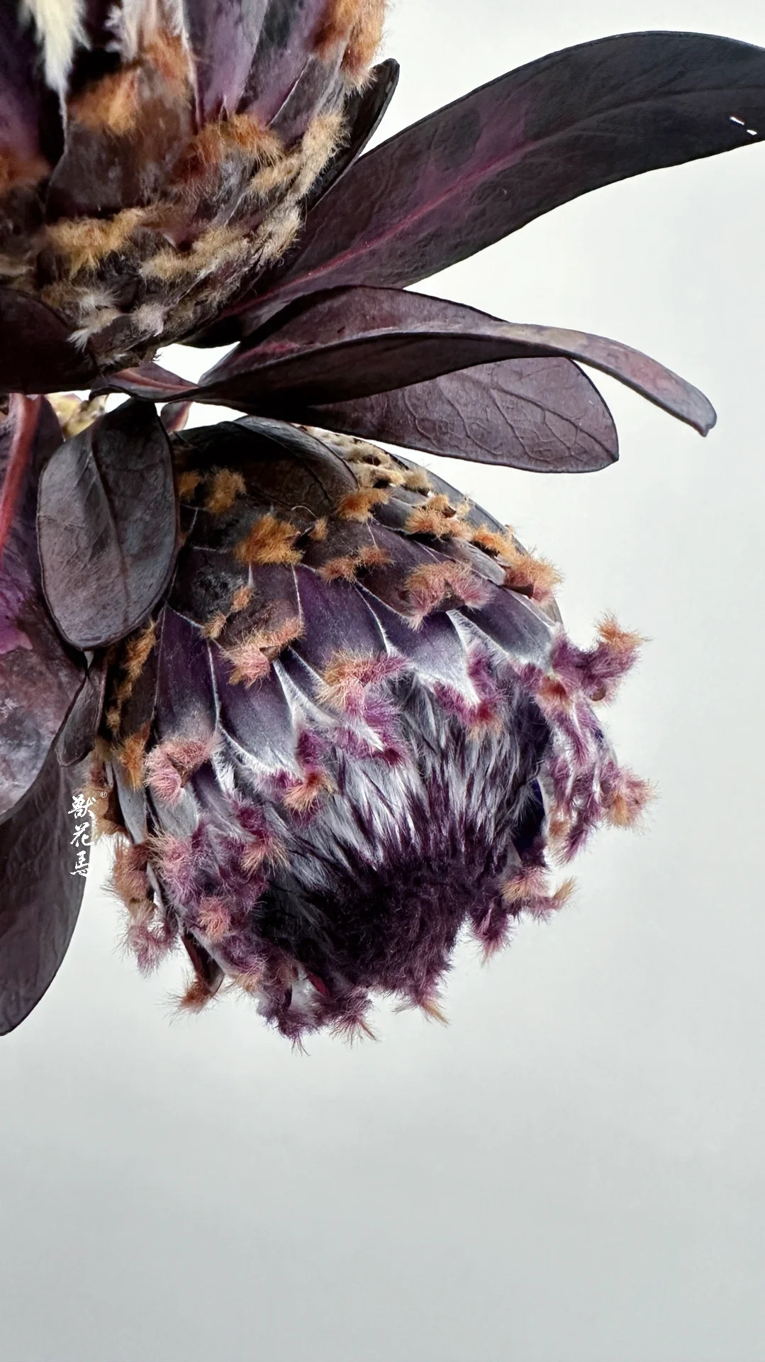 另类奇特的美｜紫色南非花材——冰雪皇后