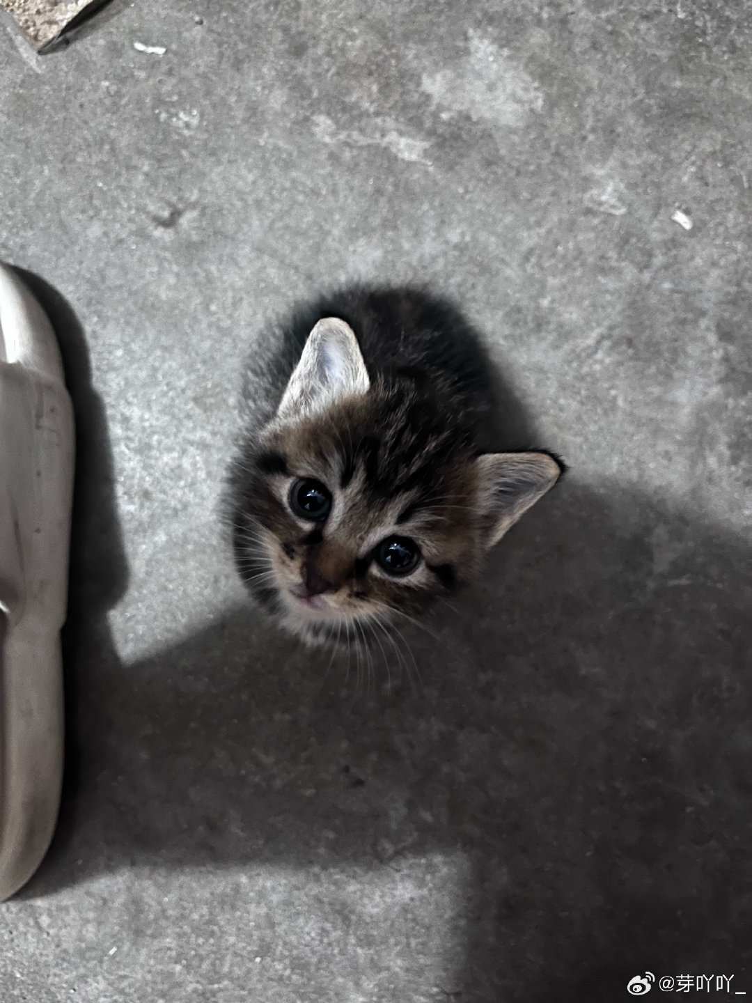 #王鹤棣[超话]# 分享一下猫猫[奶牛猫] ​
