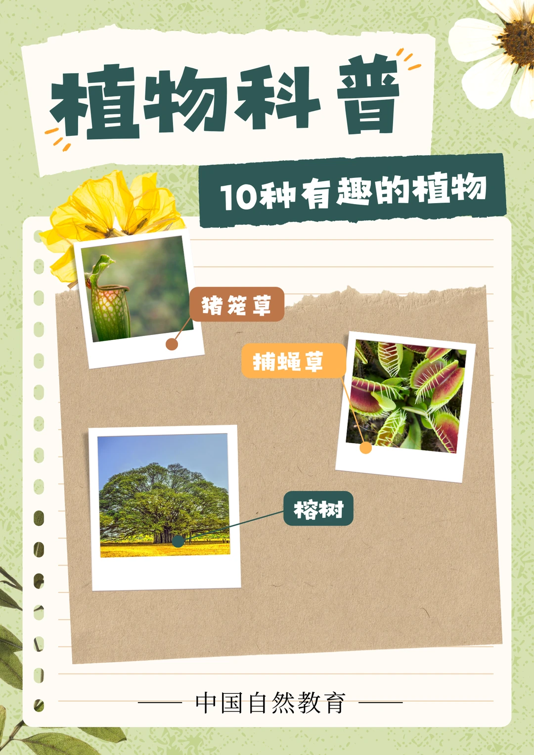 植物科普丨10种有趣的植物（二）🌱