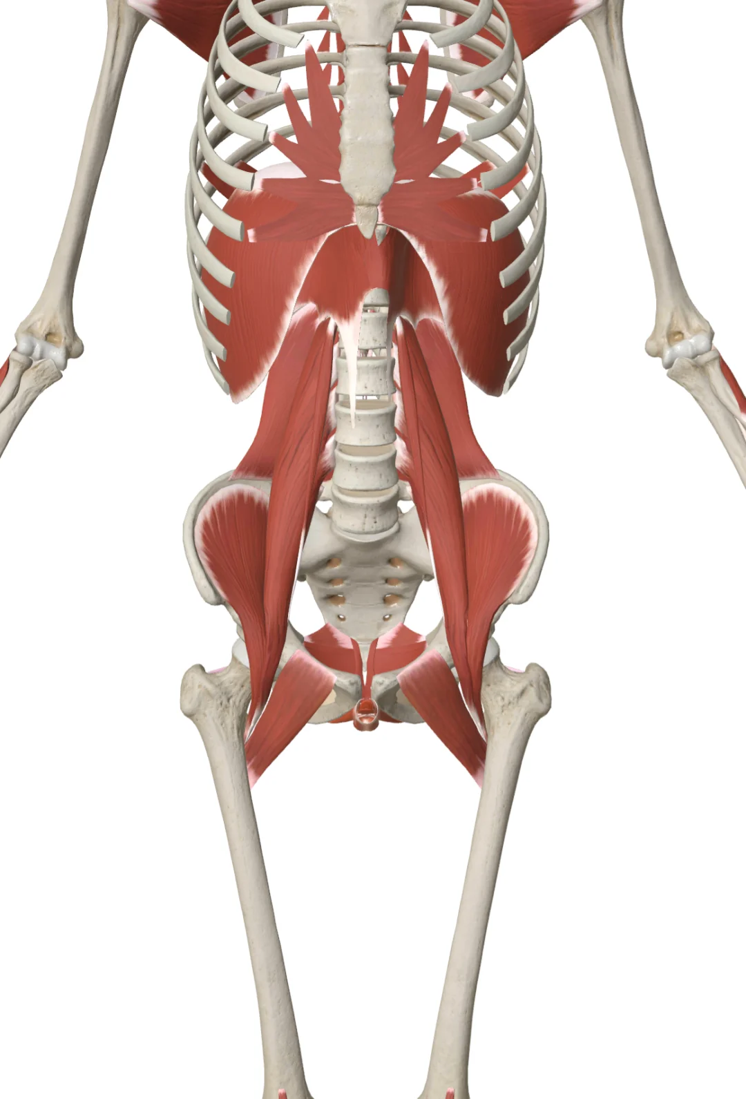 骨盆的功能与家庭环境及社会文化有着很大的关系。