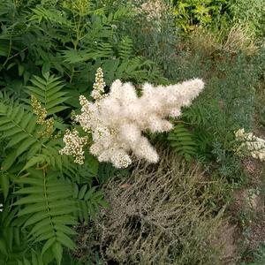 溪边愉悦的水嬉戏