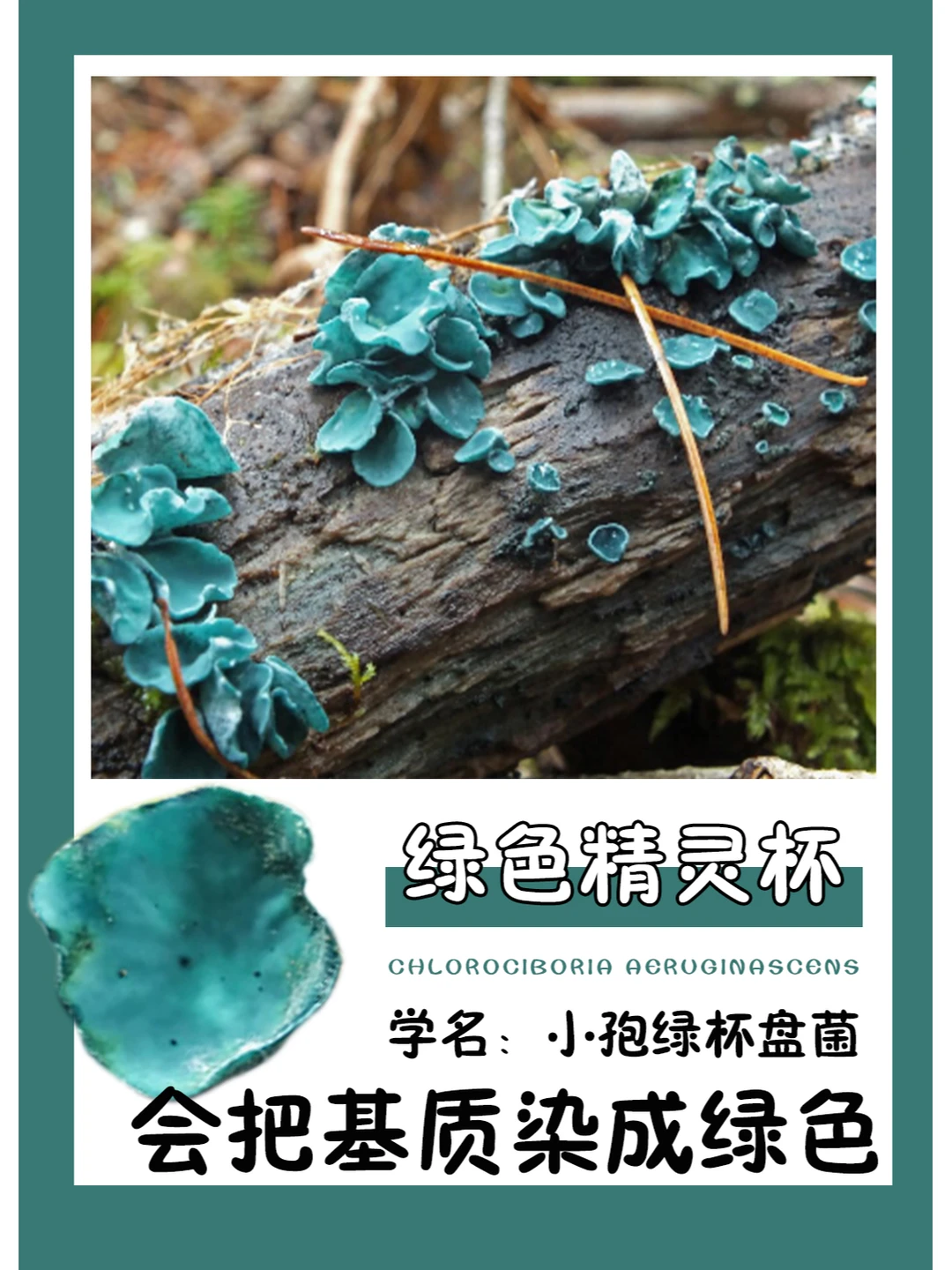 森林中的翡翠宝石💎，小孢绿杯盘菌