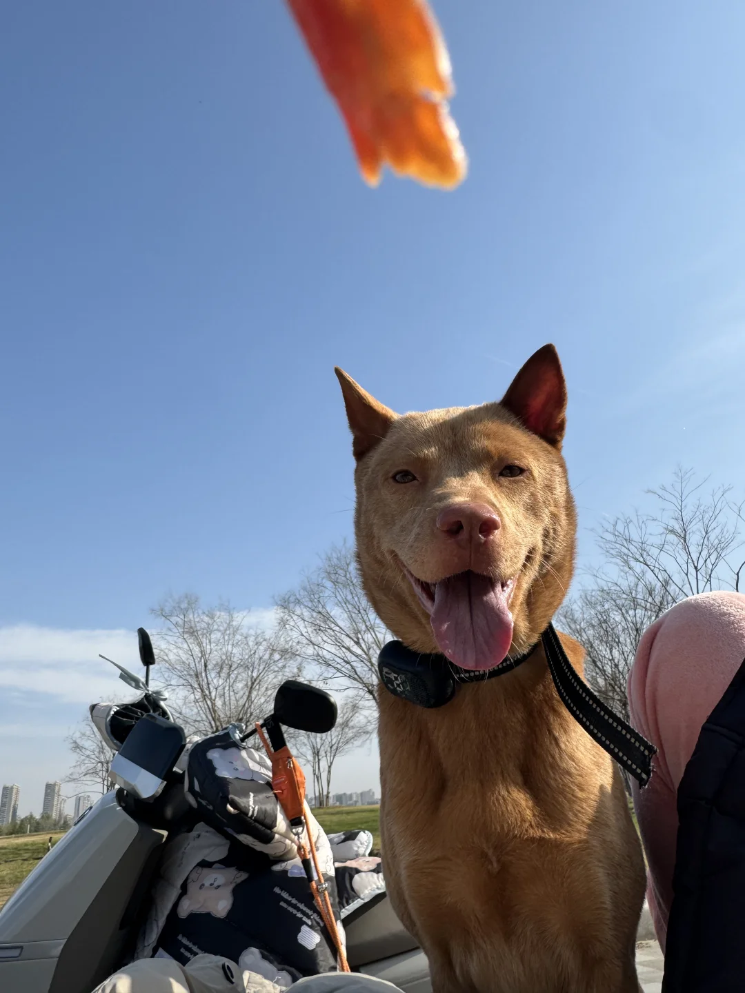 看我！它在笑！🐶🐶🐶