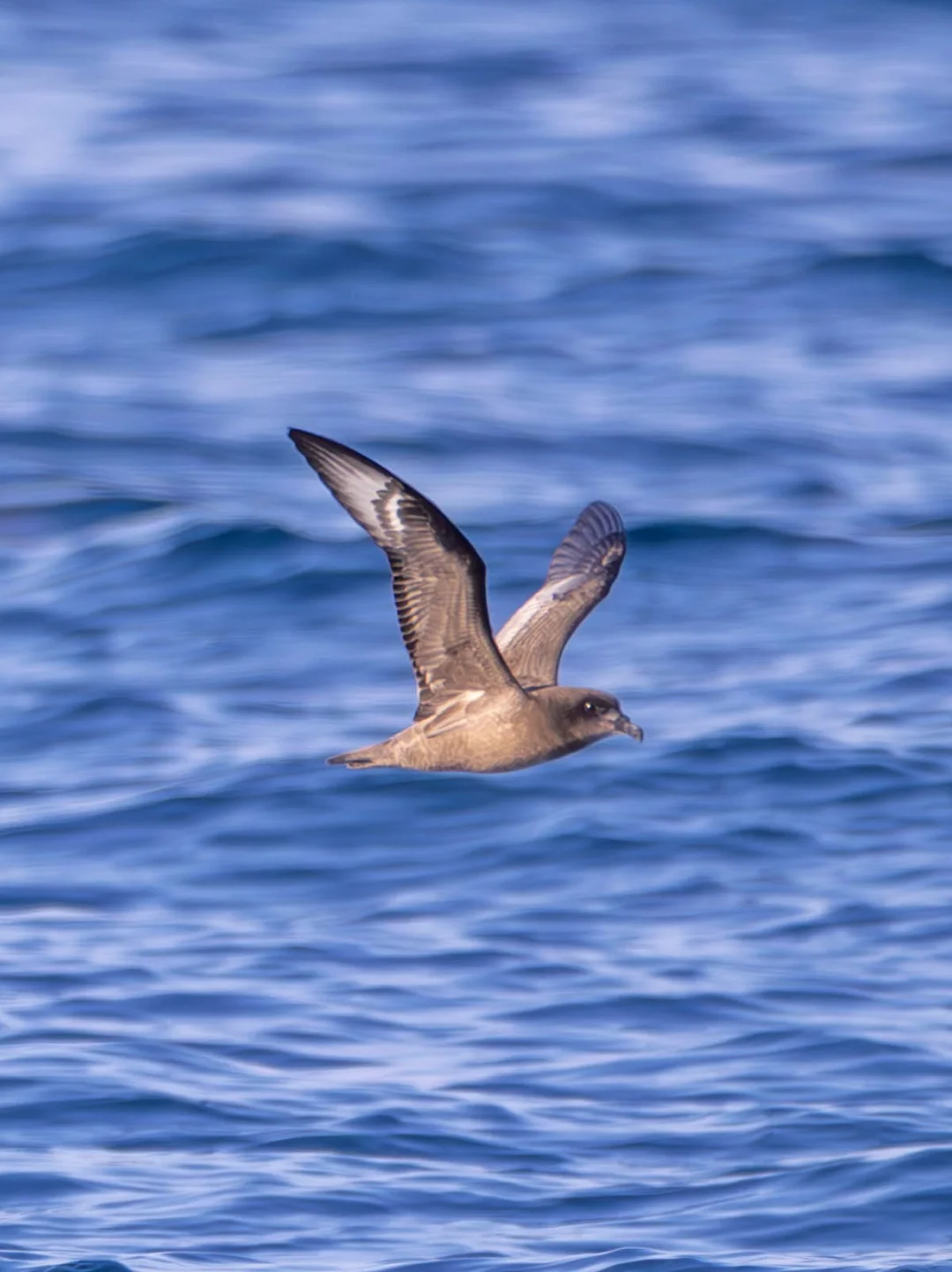 开出地狱级难度远洋海鸟！棕头圆尾鹱