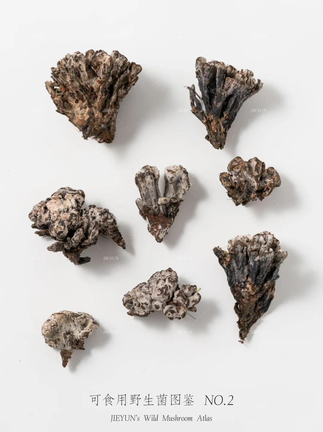 可食用野生菌图鉴NO.2 | 干巴菌